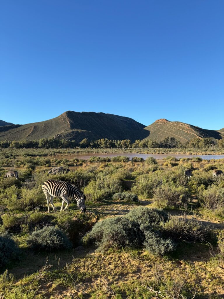 luxe incentive reis Zuid-Afrika